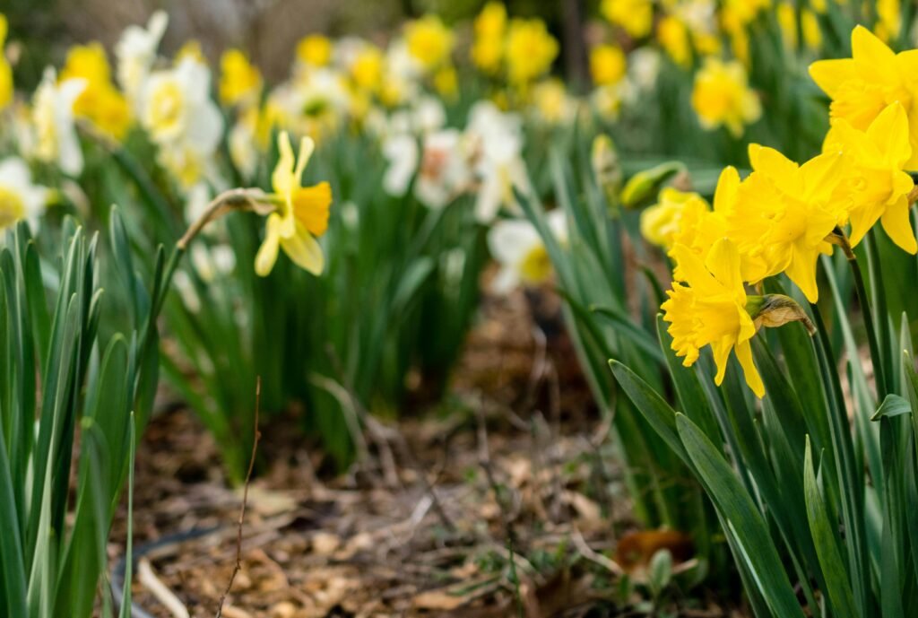 Close-up of vibrant yellow daffodils blooming in a lush spring garden.