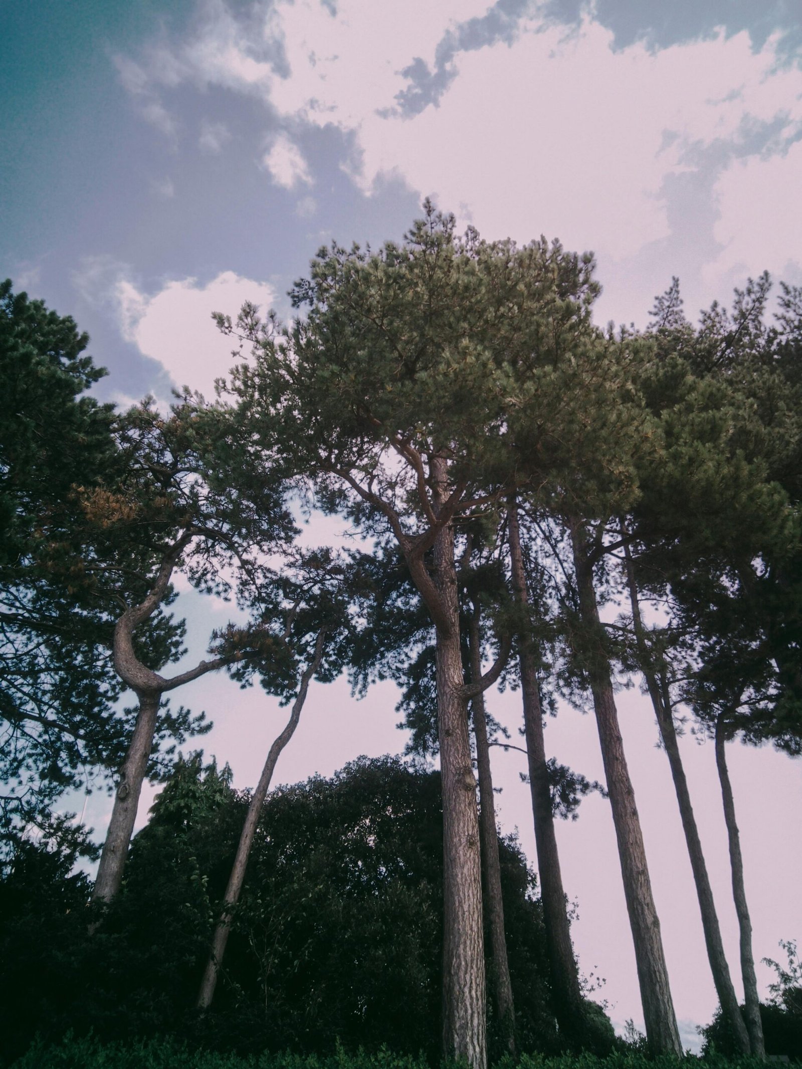 Serene image of tall pine trees under a soft blue sky, perfect for nature themes.